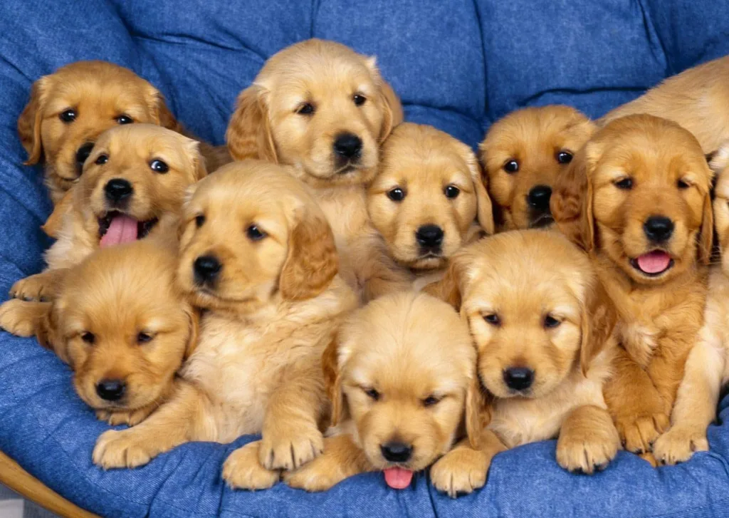 Filhotes de Cachorros: Como cuidar, alimentar e treinar 9 Filhotes de Cachorros