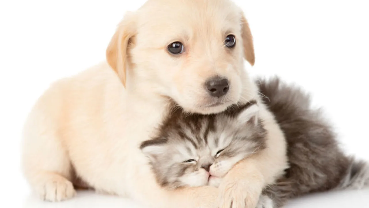 Filhotes de cães e gatos