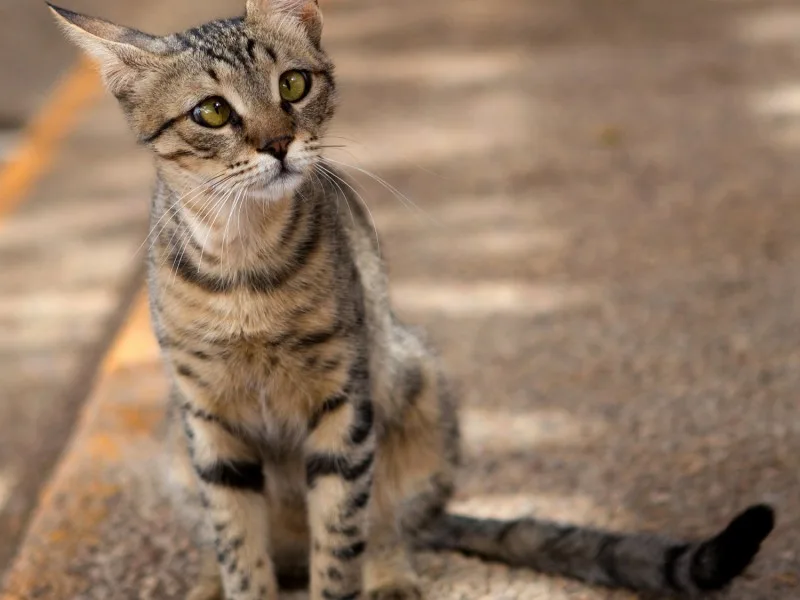 Gatos de Rua