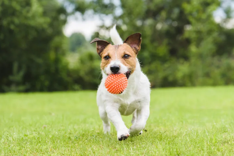 Jogos para cães