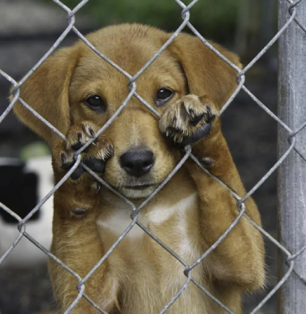 Maus-tratos a animais: Consequências e como denunciar 10 Maus-tratos a animais