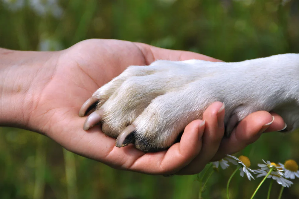 Proteção aos animais