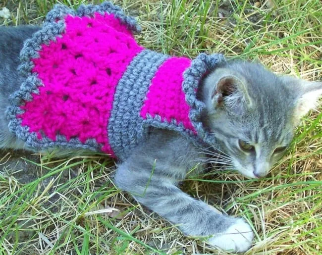 Roupas para gatos