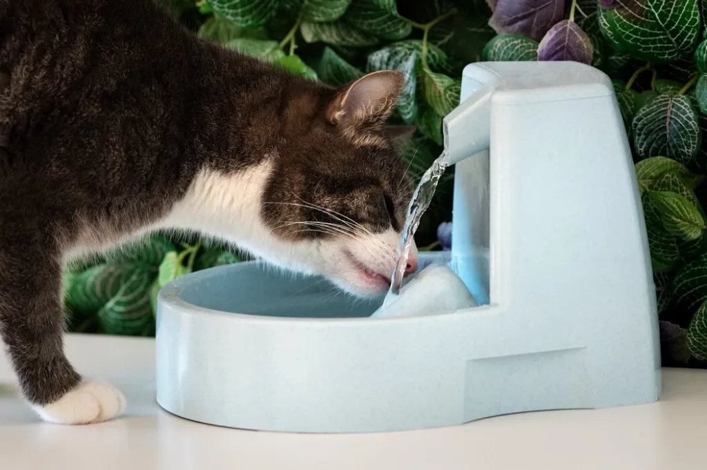 Dicas sobre fontes para gatos: Descubra o melhor para seu pet 2 Dicas sobre fontes para gatos