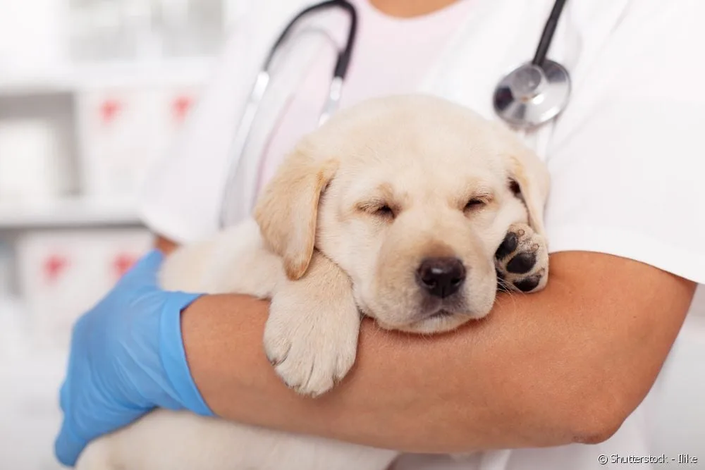 Doença periodontal em cachorros