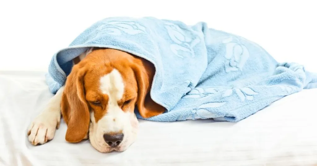 Giardia em Cachorros: Causas, Sintomas e Tratamento 2 Giárdia em cachorros