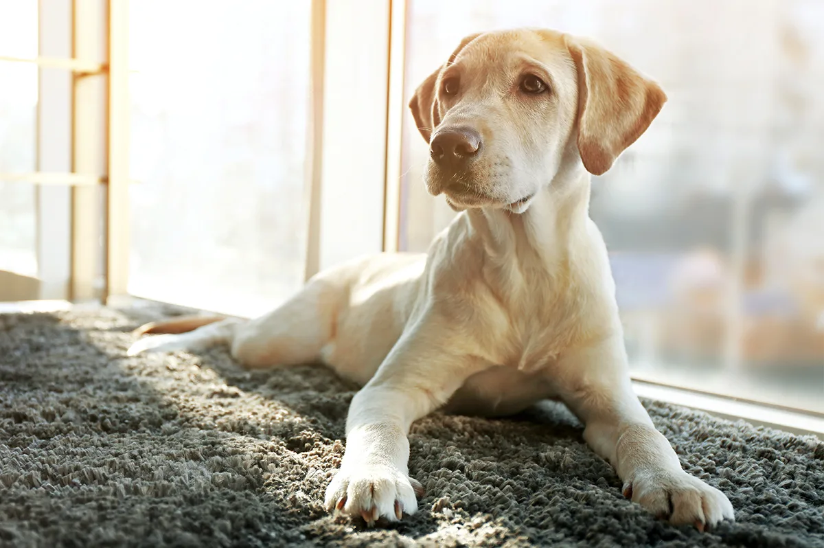 Hepatite infecciosa canina