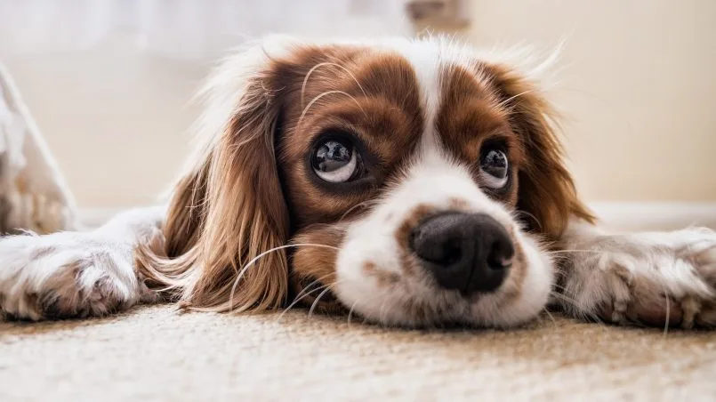 Shampoo para cachorros