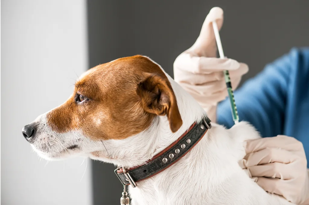 Vacina para cães: Protegendo a saúde do seu fiel amigo 3 Vacina para cães