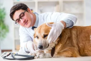 castração de cães