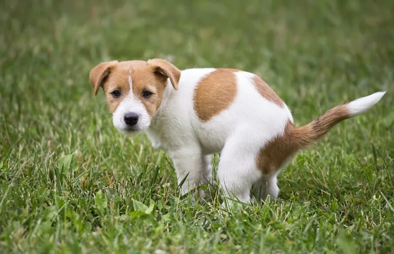 coprofagia de cachorros