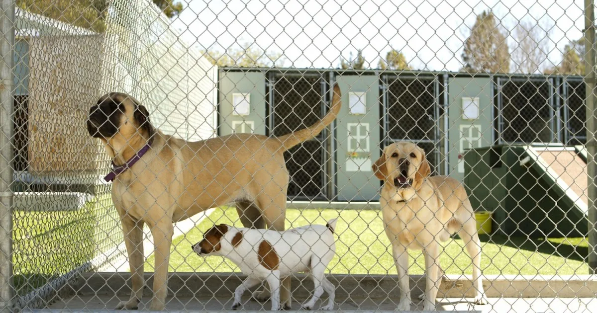 cuidados em canil de cães