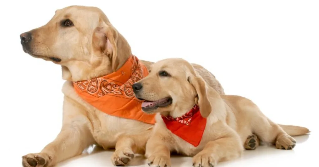 Moda para Cachorros: Tendências e Estilo Canino em Alta 2 moda para cachorros