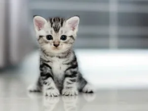 comprar um gato