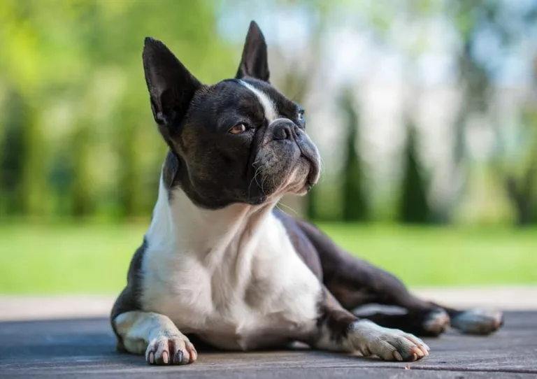 Boston Terrier: a raça perfeita para famílias e amantes de animais 1 boston terrier