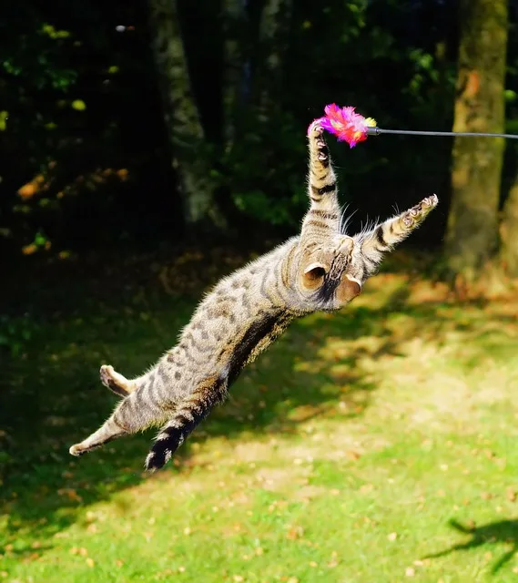 Gato brincando ao ar livre - Brincadeiras para Gatos