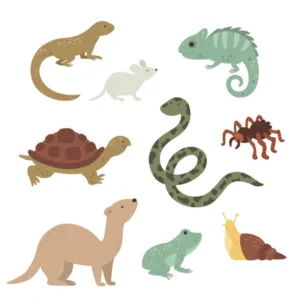 Animais de estimação que você pode ter em casa segundo o Ibama