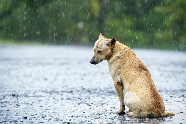 Cachorro molhado tomando chuva: Adotar ou comprar?