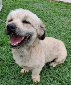 Como cuidar do seu cachorro