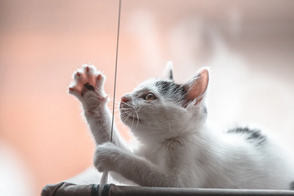 Guia de cuidados para seu Gato 1 Guia completo de como cuidar de seu gato