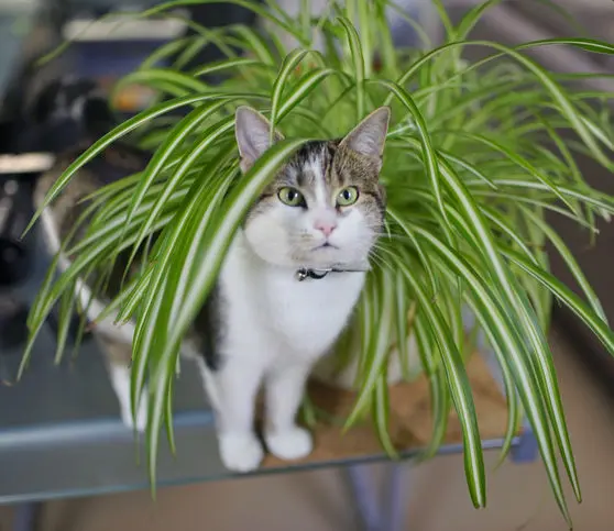 gato fofinho perto de um jarro de planta | Animais de estimação fáceis e baratos de cuidar