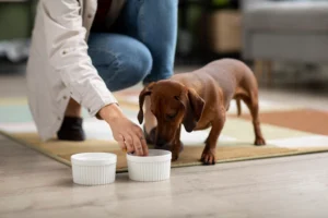 Alimentação para cães