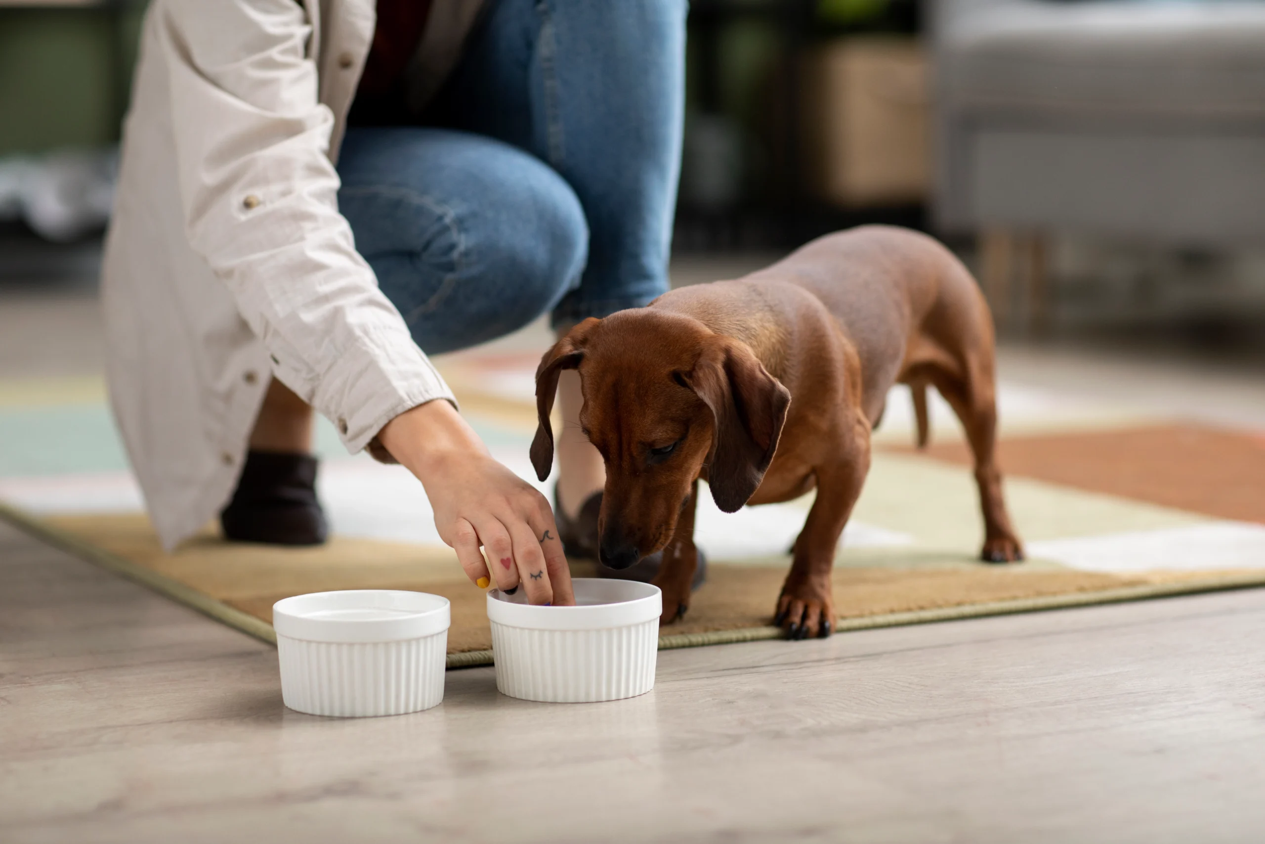 Alimentação para cães: Como nutrir seu melhor amigo!