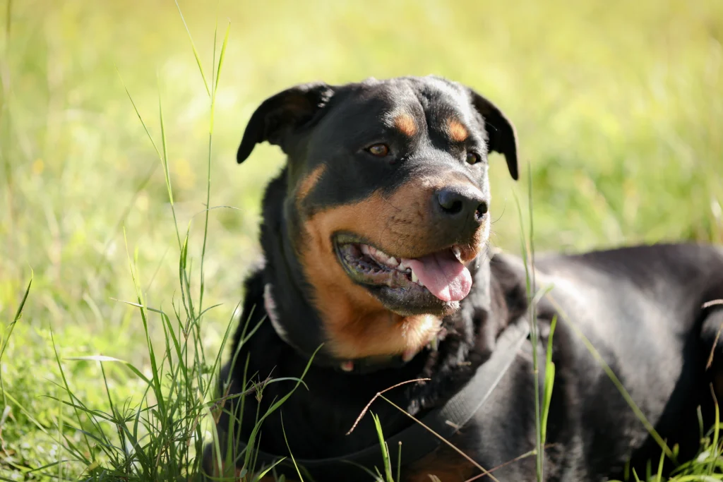 Cachorro mais gordo do mundo
