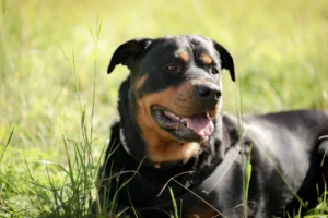Cachorro mais gordo do mundo