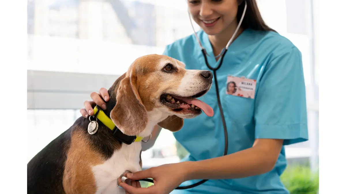 check up veterinário