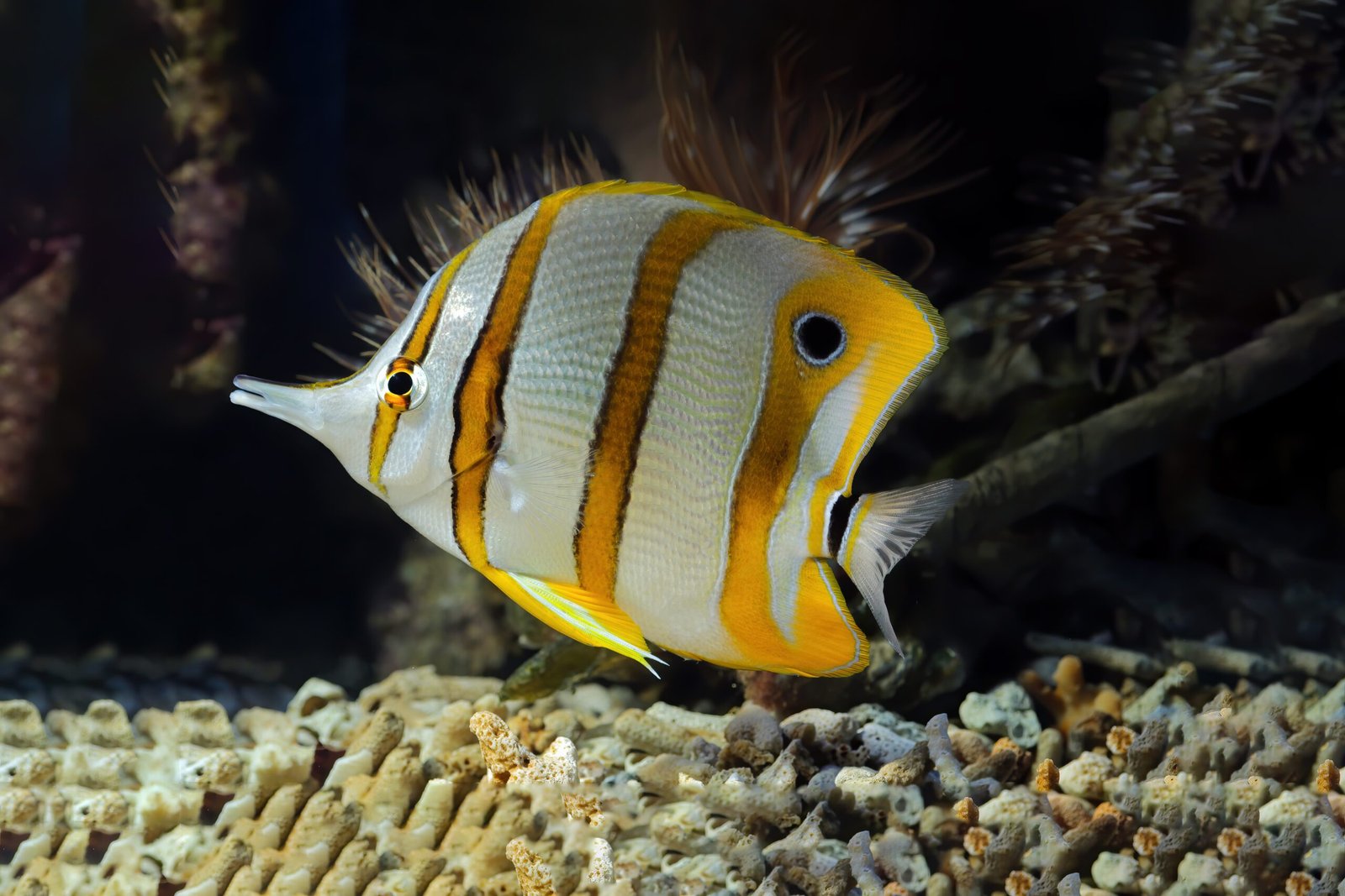Peixe Anjo (Angelfish): O rei majestoso do aquário de água doce