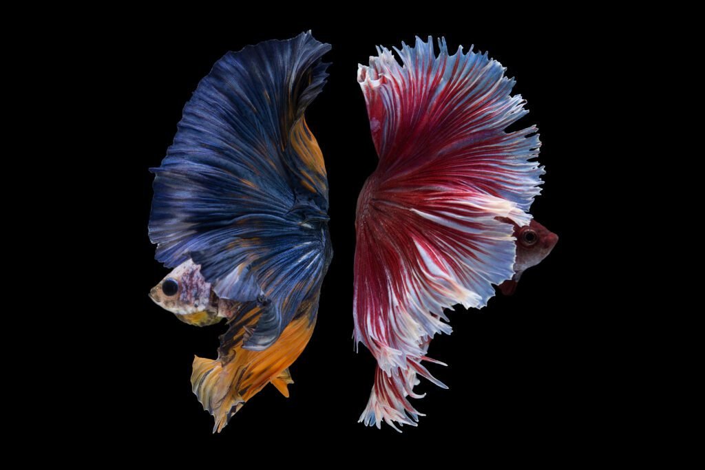 Guia completo do Peixe Betta: Tudo sobre o pequeno guerreiro 1 Peixe Betta