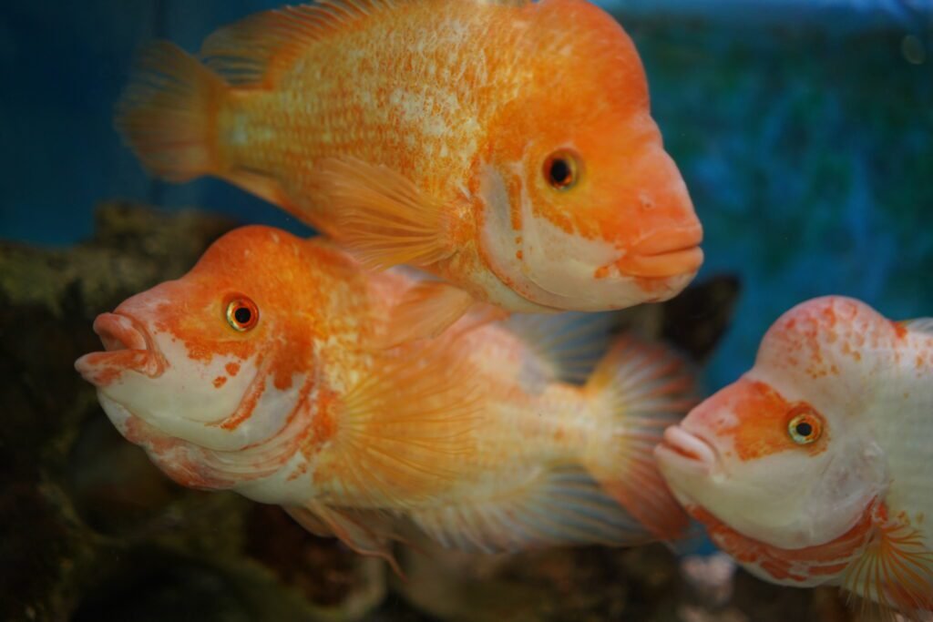 A verdade sobre a memória dos peixes dourados: Muito além dos 3 segundos 4 reprodução de peixes em aquários
