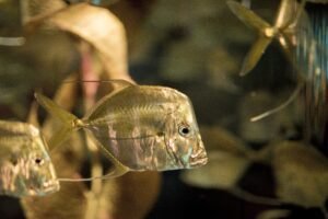 peixes inteligentes