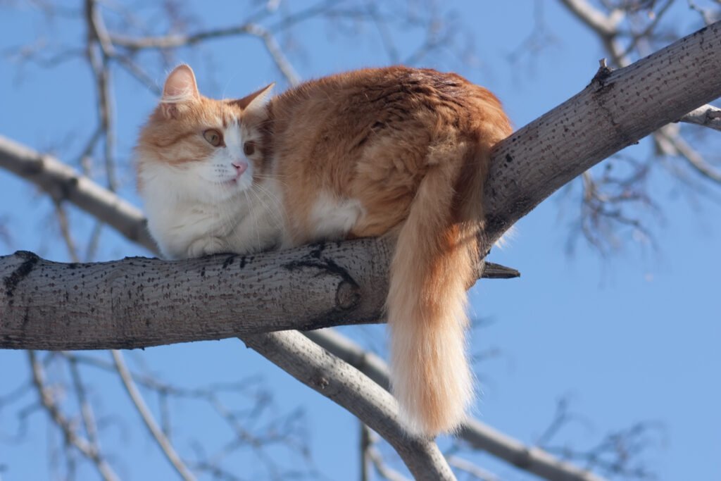 Gato da Floresta Norueguês