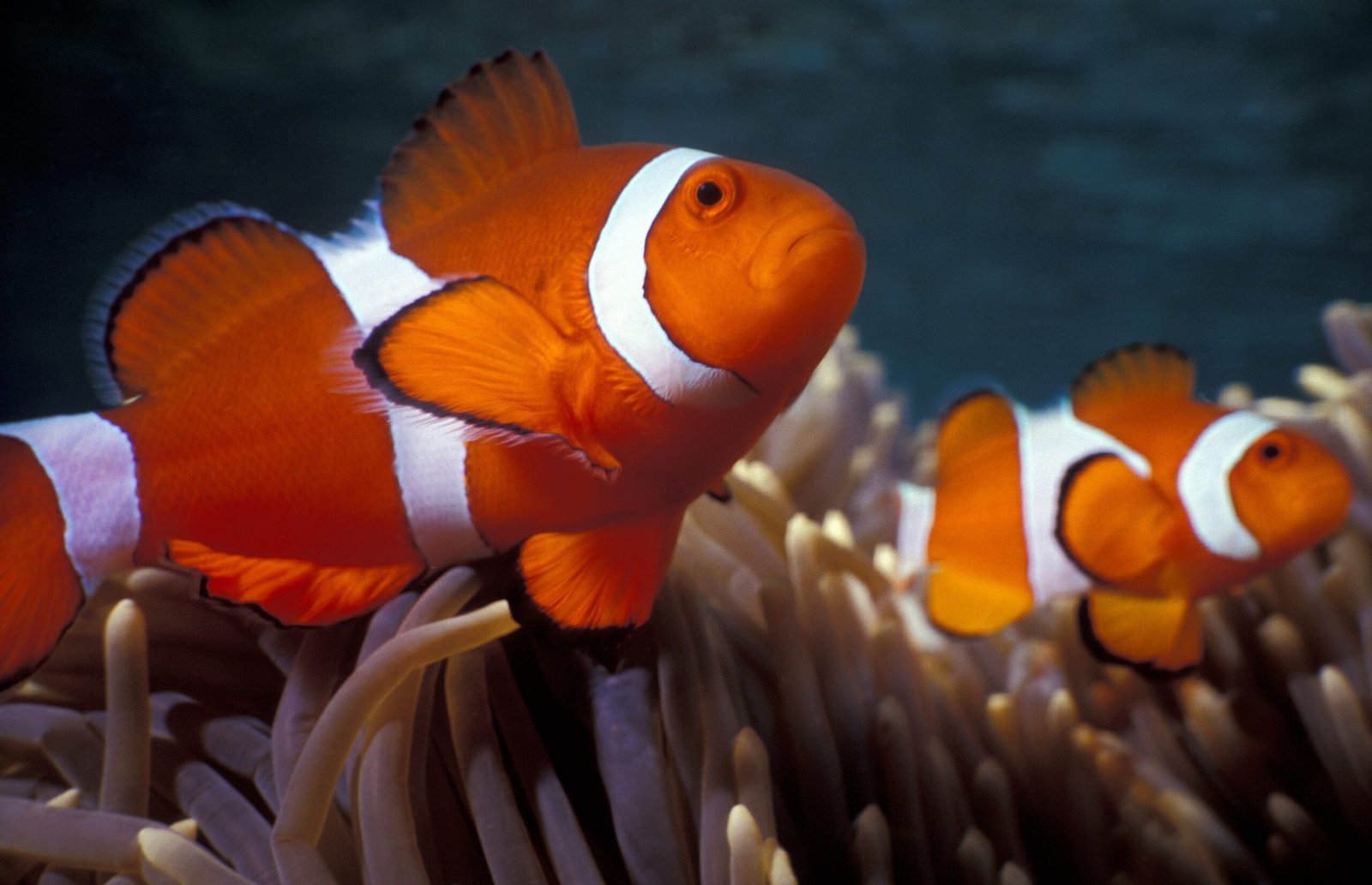 peixe palhaço