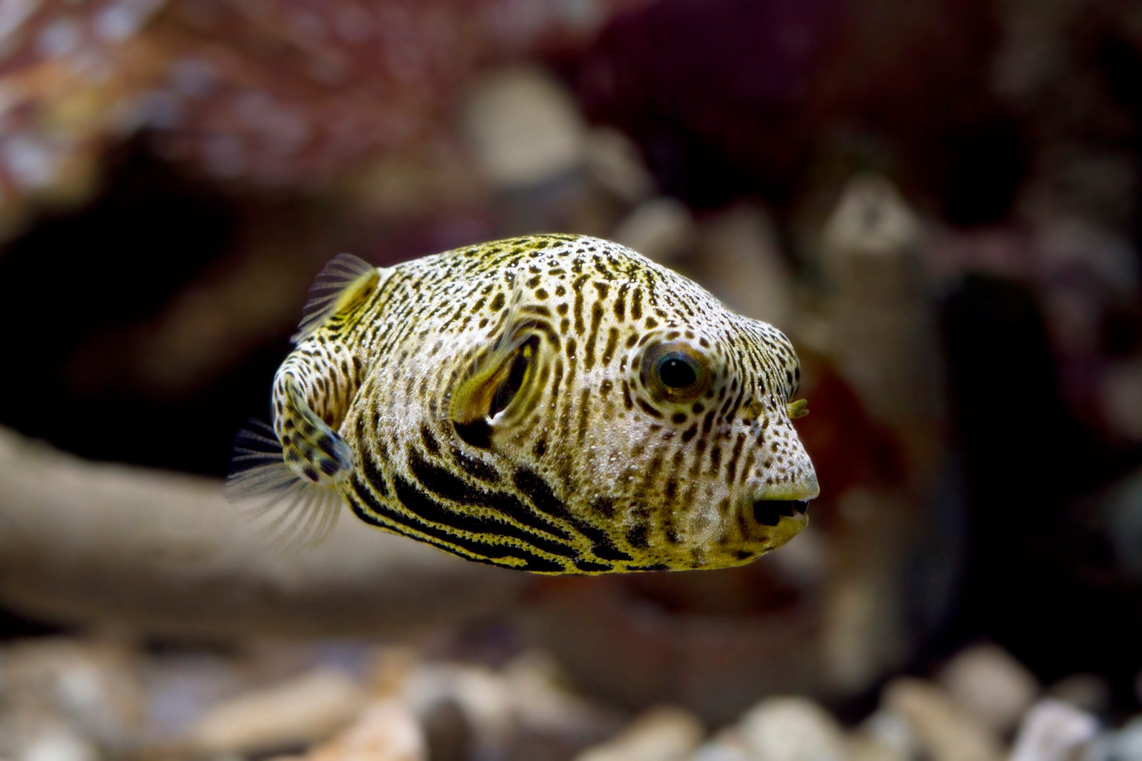 Peixes venenosos