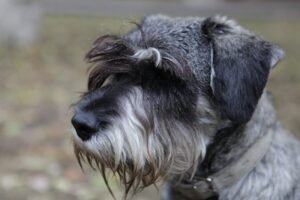 Petit Basset Griffon Vendéen