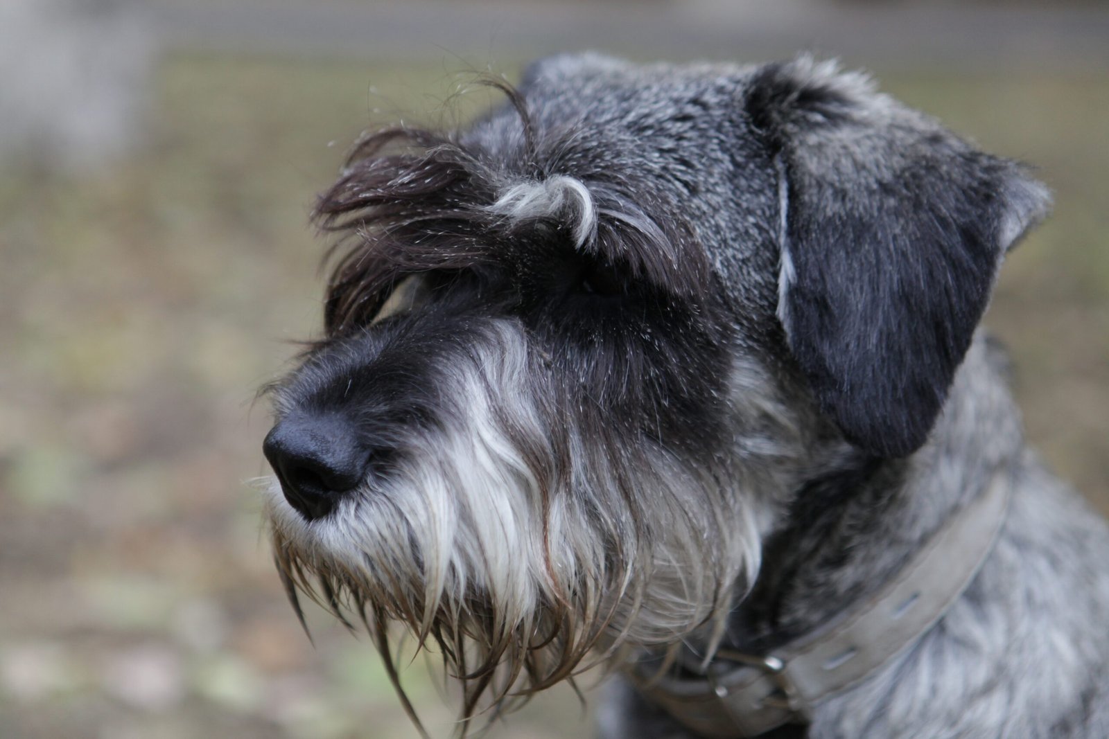 Petit Basset Griffon Vendéen