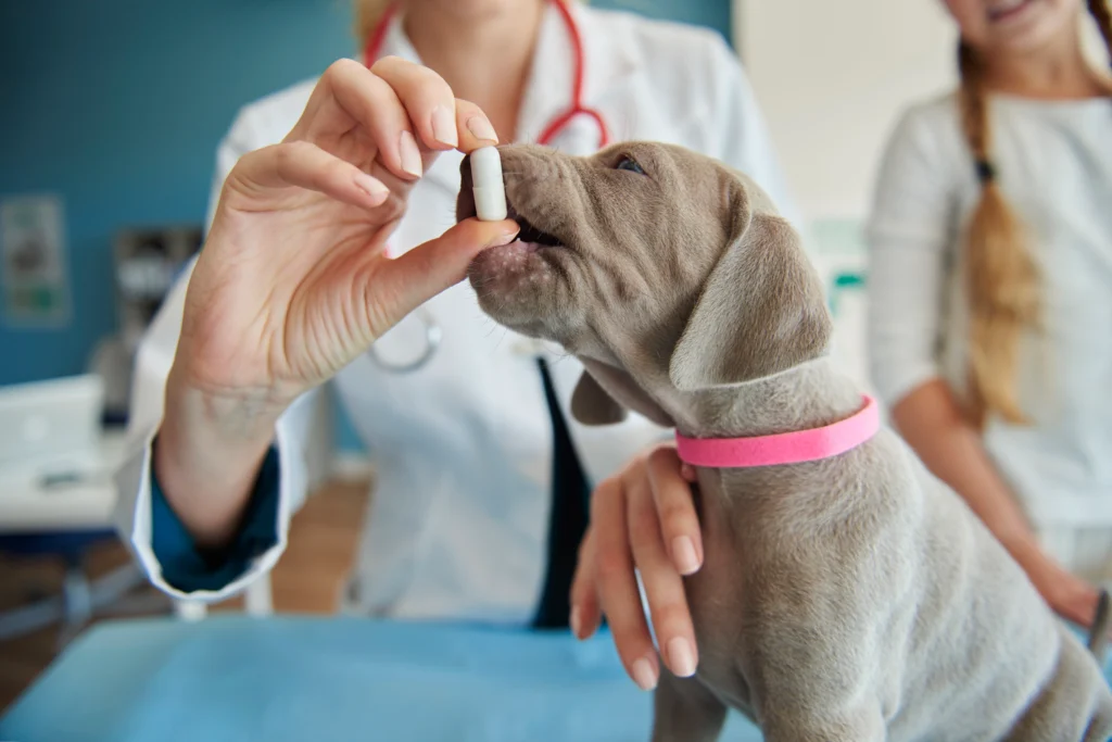Saúde canina: Guia completo para manter seu pet saudável e feliz 1 Saúde canina