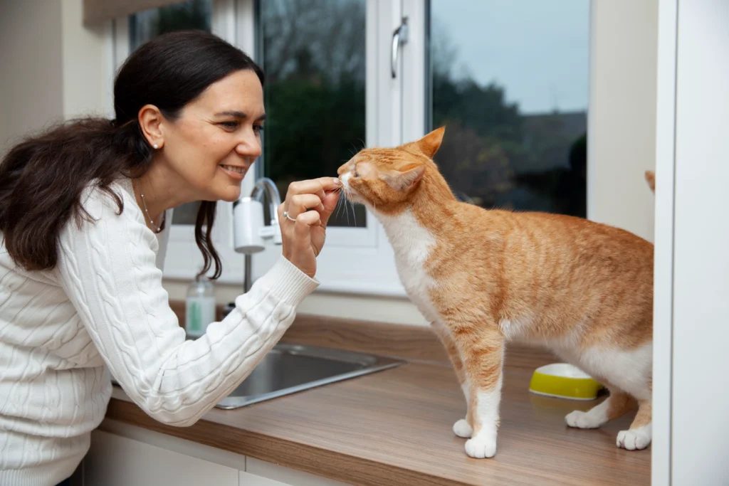 Como cuidar do seu gato 1 como cuidar do seu gato