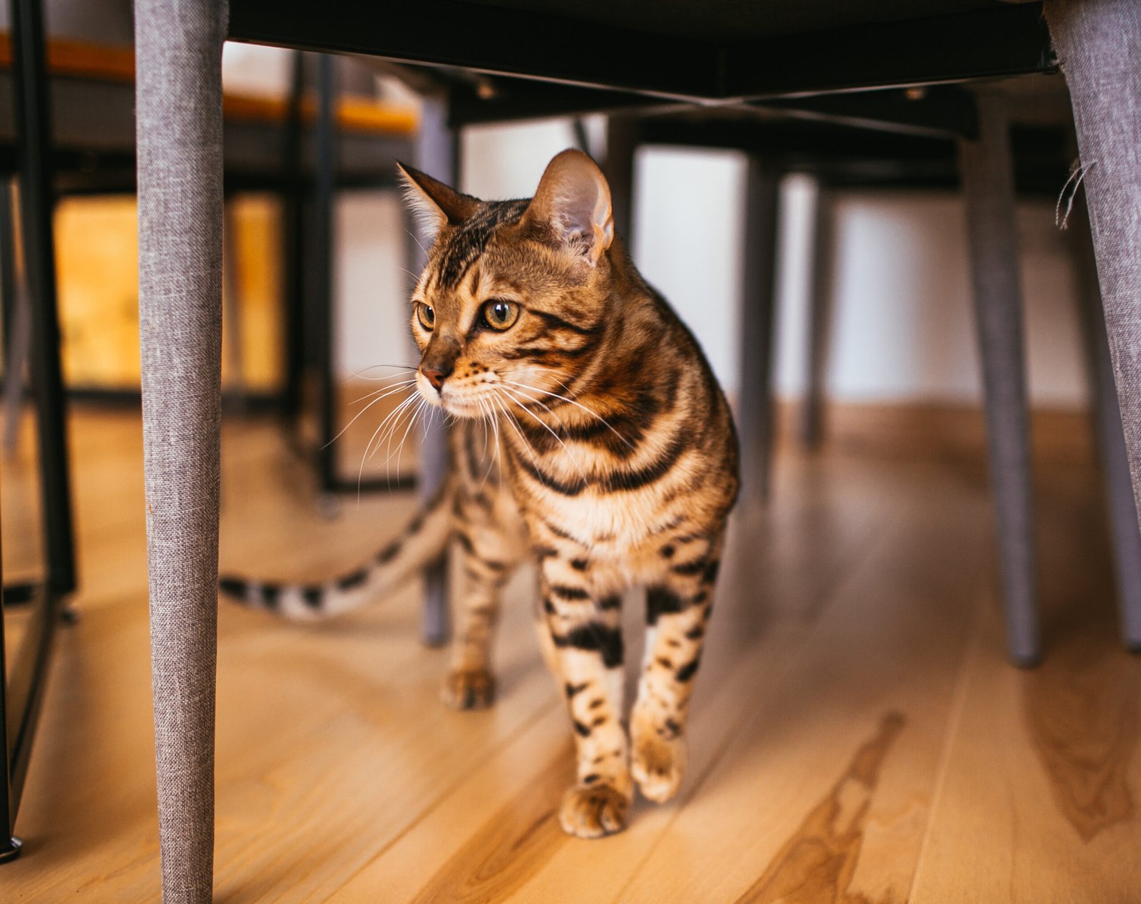 toyger