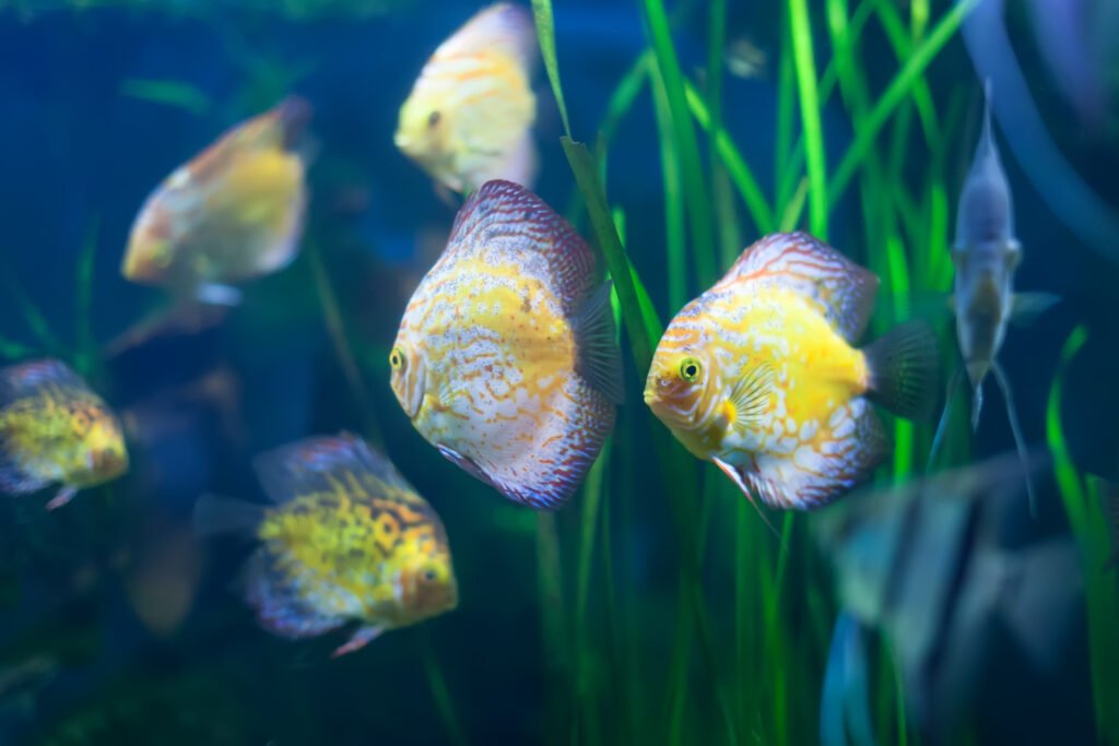Como montar um aquário marinho básico 7 Aquário marinho