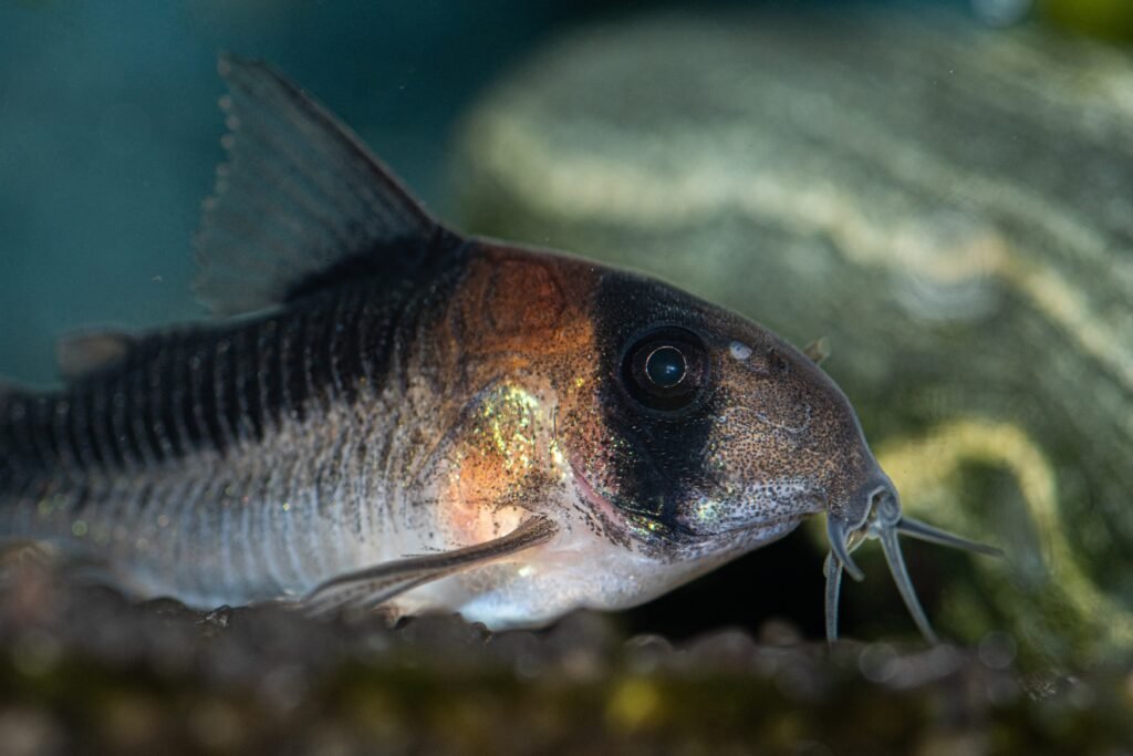 Corydoras: O Guia Completo do Peixe Gato Mais Querido dos Aquaristas 4 Corydoras