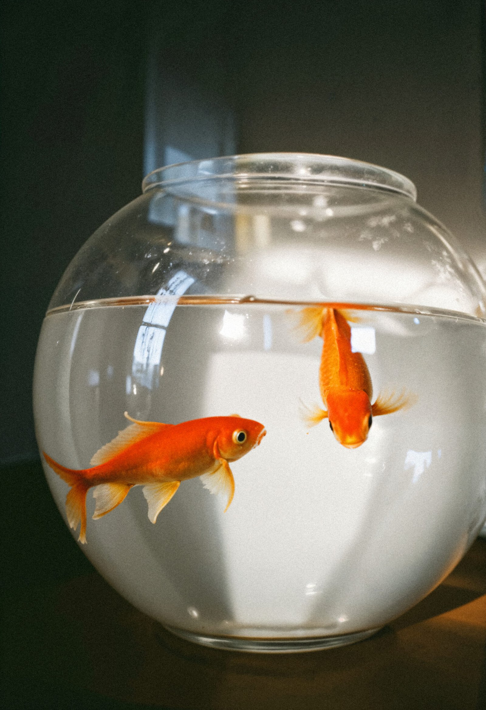 Férias com peixes
