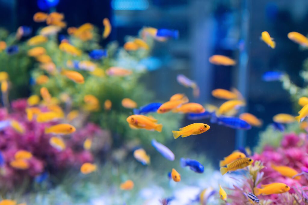 Filtros de aquário: O coração do seu sistema aquático 5 Filtros de aquário