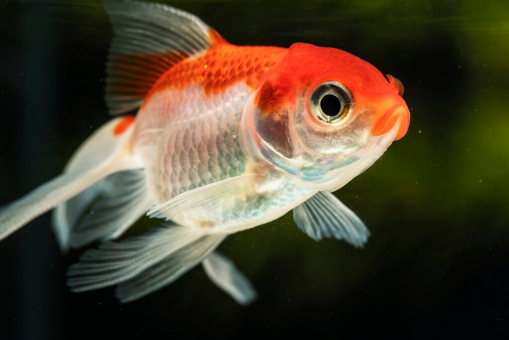 Kinguio: O peixe dourado queridinho dos aquaristas brasileiros 2 Kinguio
