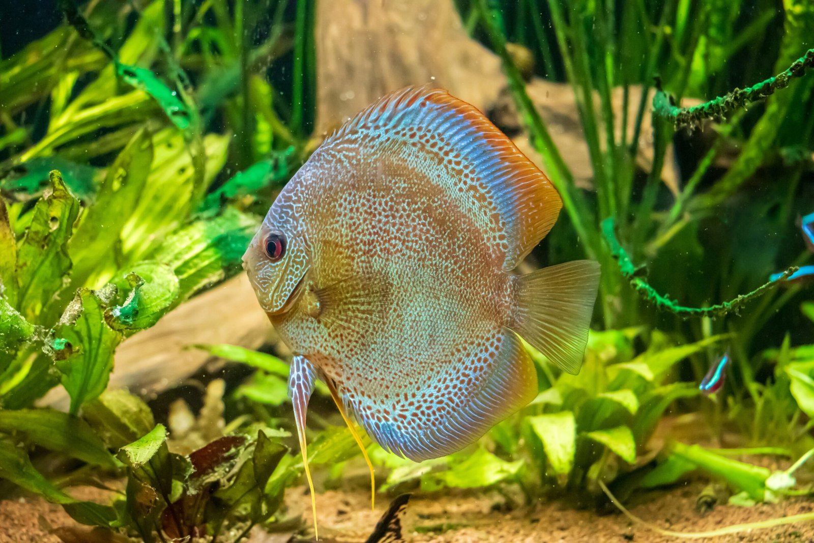 peixe disco