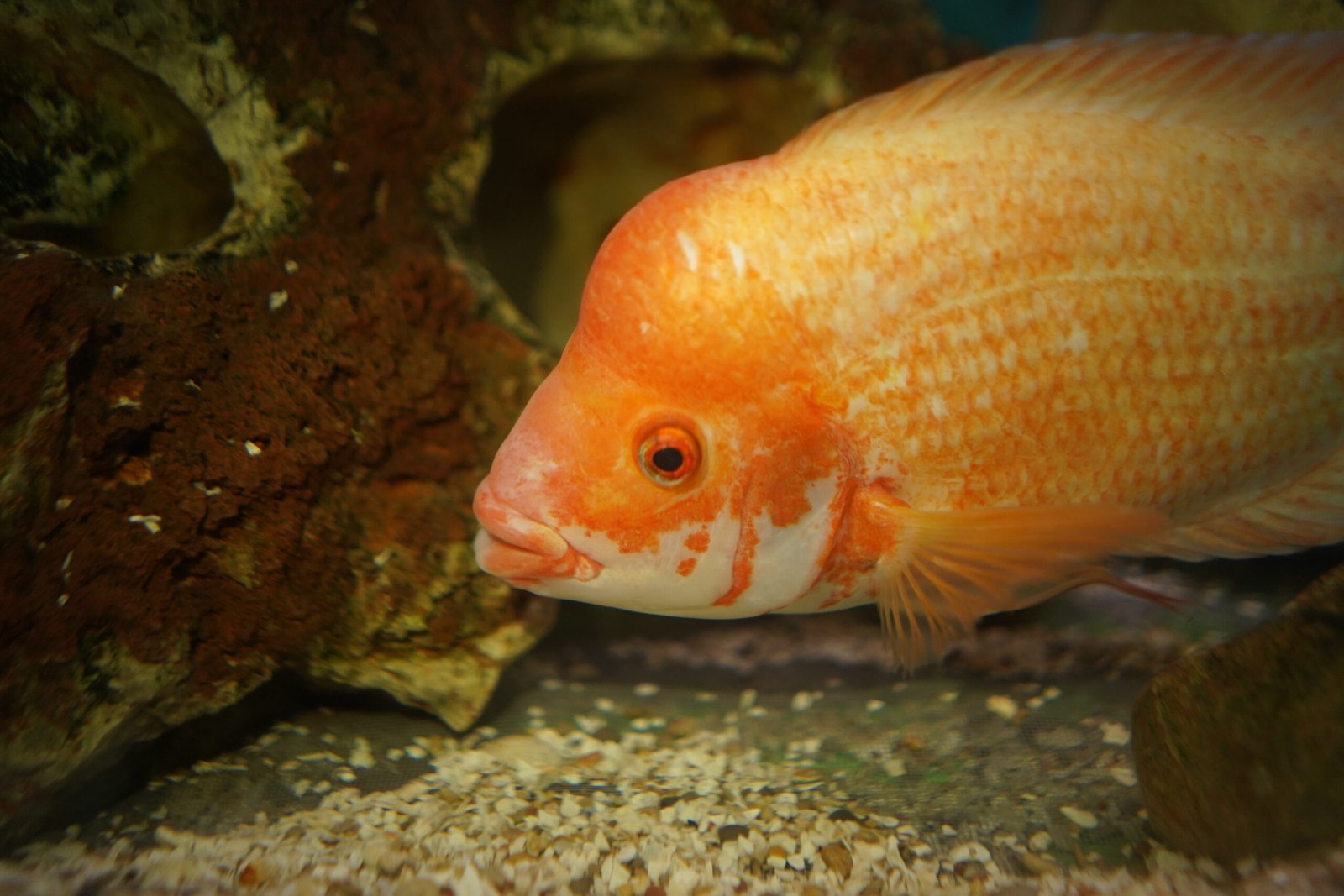 Peixe Oscar