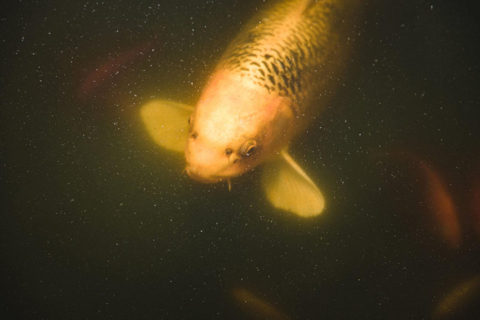 peixes noturnos